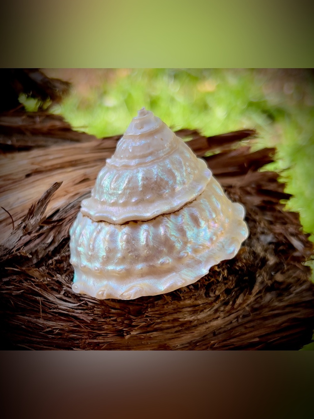 Sea Shell, Astrea Undosa or Wavy Top,  Polished & Pearlescent